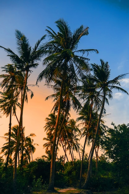 Palmen auf einem Hintergrund von blauem Himmel mit Sonnenlicht