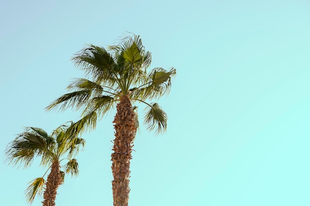 Palmen auf einem Hintergrund von grünen saftigen Blättern des blauen Himmels kopieren Platz.