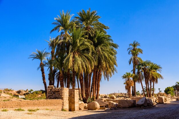 Palmen auf Ruinen des alten Karnak-Tempels Luxor Ägypten