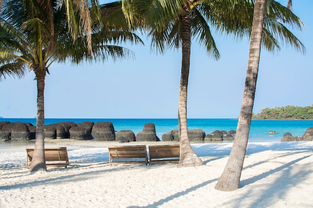 Palmen auf Strand mit blauem Seehintergrund in der Sommersaison