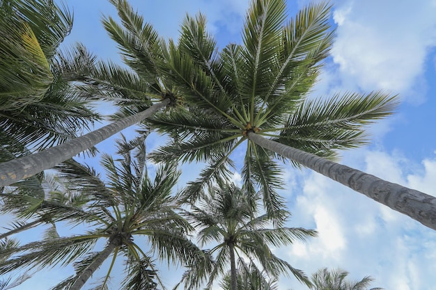 Palmen auf weißem Sand auf einer tropischen Insel