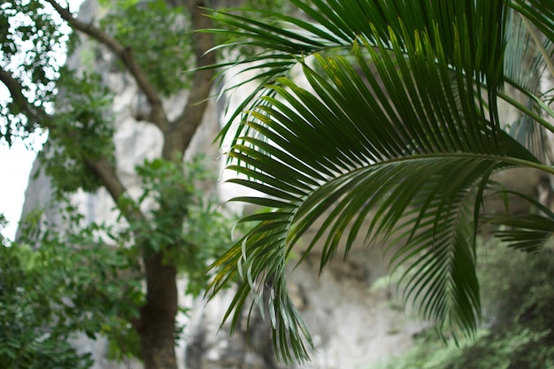 Palmen aus geringer Sicht