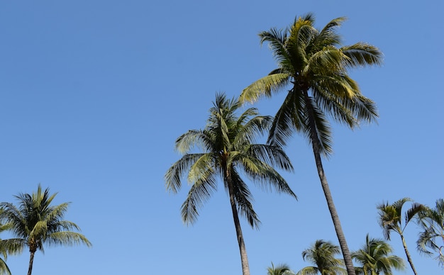 Palmen, blauer Himmel