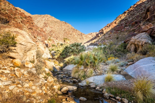 Palmen entlang eines Baches im Anza Borrego State Park, Kalifornien