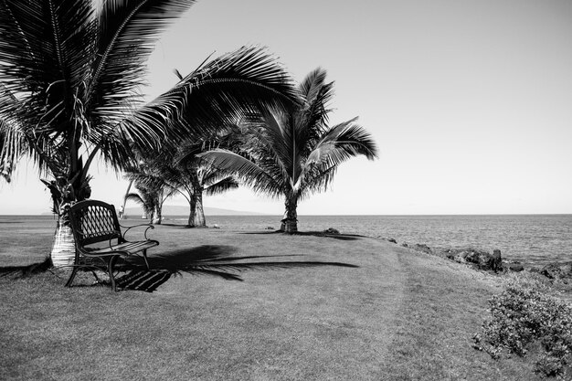 Palmen exotische Muster Tropische Bäume Hintergrund Kokospalmen am blauen Himmel Exotische Sommer Natur Hintergrund Naturlandschaft Sommer tropischen Insel Urlaub oder Urlaub Muster