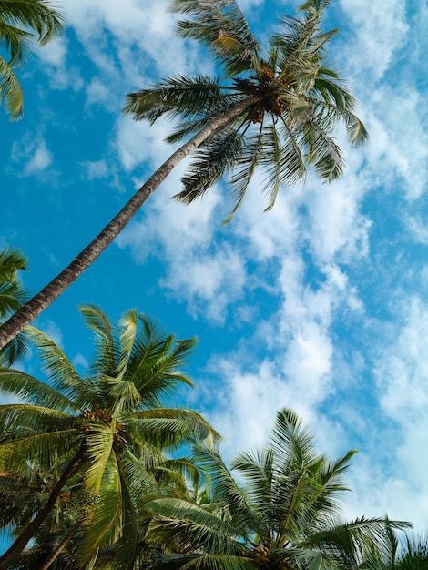 Palmen gegen den blauen Himmel mit Wolken