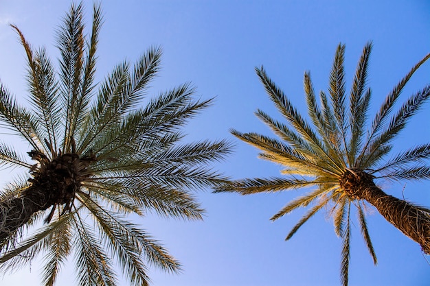 Palmen gegen den blauen Himmel.