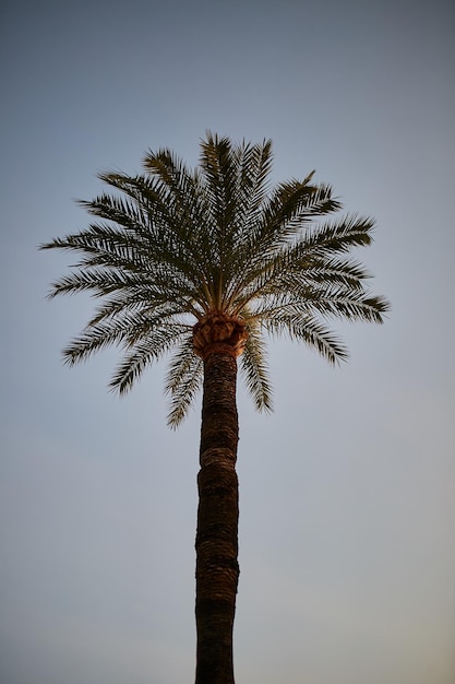 Palmen gegen den Sonnenunterganghimmel Atemberaubende Palmen auf der Straße