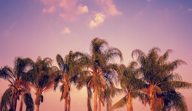 Palmen gegen Himmel bei Sonnenuntergang