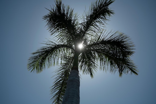 Palmen-Hintergrundbild Tropische Bäume Hintergrund Coco-Palmen am blauen Himmel Exotische Sommer Natur Hintergrund Naturlandschaft Sommer tropische Insel Urlaub oder Urlaub Muster