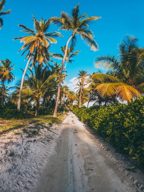 Palmen im karibischen Strand