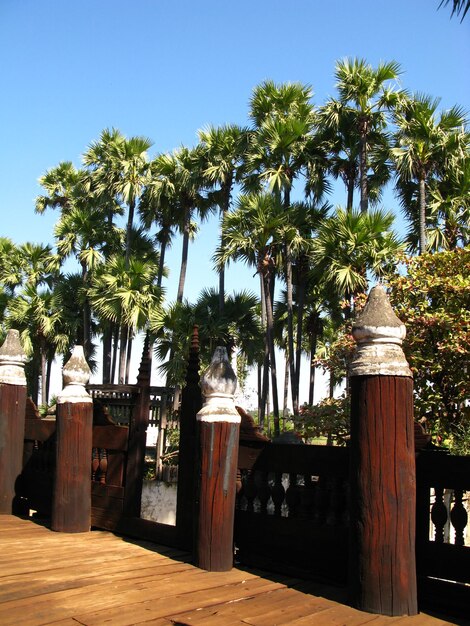 Palmen im Kloster Bagaya Ava in der Nähe von Mandalay Myanmar
