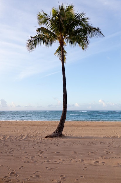 Palmen im Morgengrauen in Waikiki