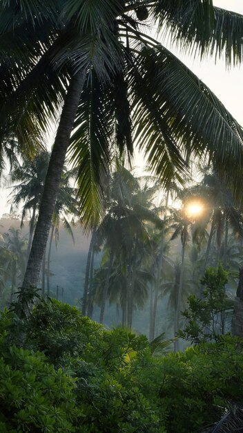 Palmen im Morgennebel auf der Insel