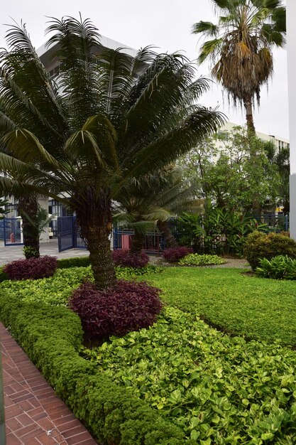 Palmen im Park am Ufer des Malecon 2000 in Guayaquil