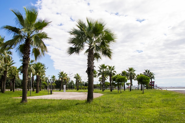 Palmen im Park des Strandes, Anaklia, Georgia. Blick auf das Resort.