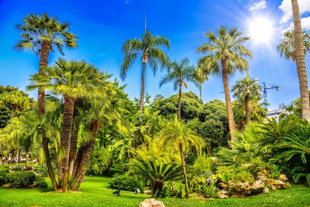 Palmen im Park von La Condamine Monte Carlo Monaco Côte d'Azur Côte d'Azur