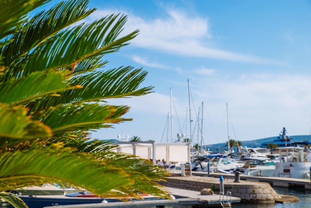 Palmen im sonnigen Tagesdock mit Yachten im Hintergrund