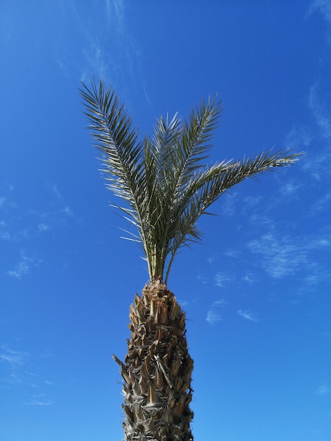 Palmen in der Natur