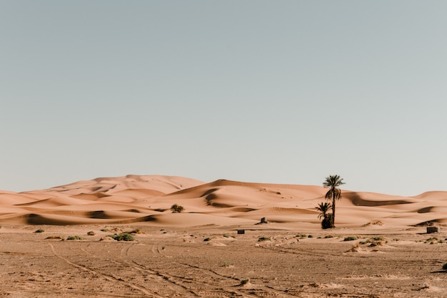 Palmen in der Wüste und Sanddünen