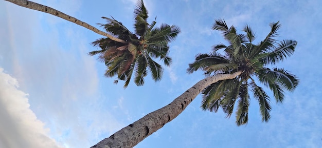 Palmen in einem blauen Himmel