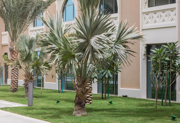Palmen in einem tropischen Resorthotel