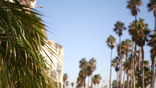 Palmen in los angeles, kalifornien, usa. sommerästhetik von santa monica und venice beach am pazifischen ozean. klarer blauer himmel und ikonische palmen. atmosphäre von beverly hills in hollywood. la-vibes