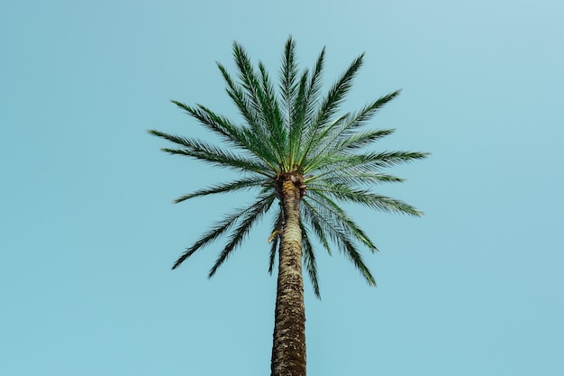Palmen mit blauem Himmel im Hintergrund, tropisches Klima