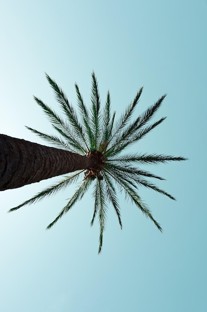 Palmen mit blauem Himmel im Hintergrund, tropisches Klima