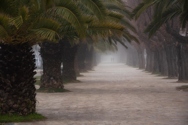 Palmen mit Nebel und Spaziergängern, Aussichtsreiche Landschaft