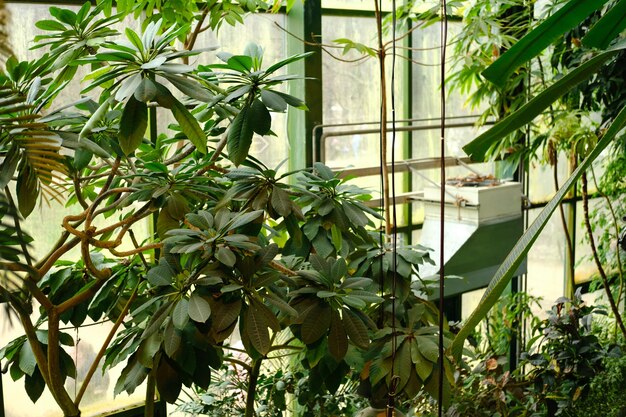 Palmen mit saftig grünen Blättern im Gewächshaus des Botanischen