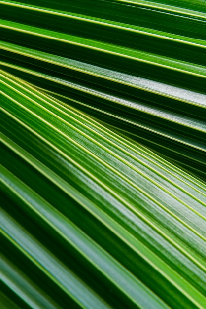 Palmen- oder Kokosnussgrünblattbeschaffenheit und -sonnenlicht im grünen Naturhintergrundkonzept