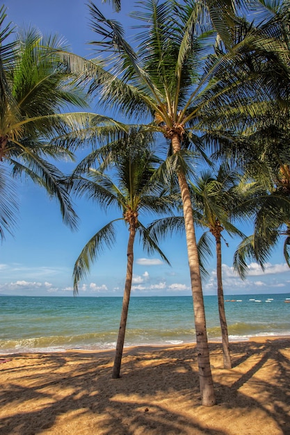 Palmen oder Kokospalmen am schönen Strand und blauem Himmel