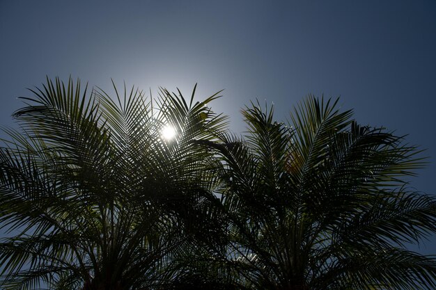 Palmen tropischen Design tropischen Palmblatt Hintergrund Kokospalmen Sommer tropischen Inselurlaub