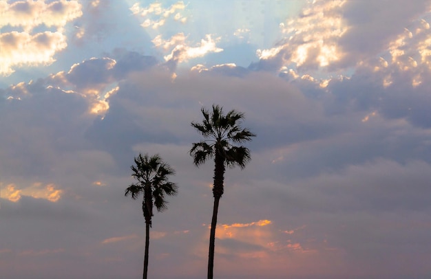 Palmen und bunter Himmel mit wunderschönem Sonnenuntergang