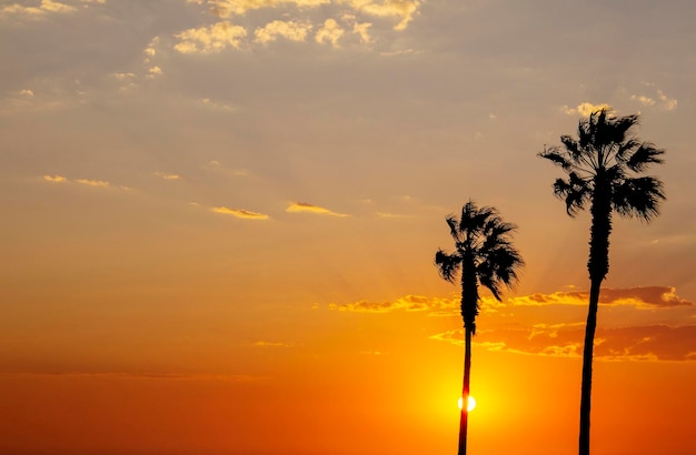 Palmen und bunter Himmel mit wunderschönem Sonnenuntergang