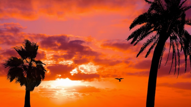 Palmen und Falkensilhouetten unter einem malerischen Himmel bei Sonnenuntergang