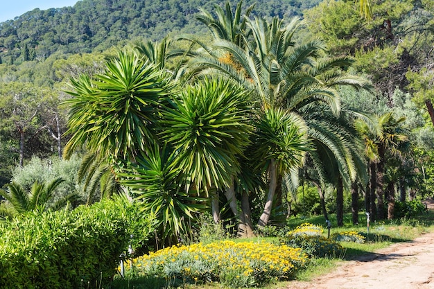 Palmen und gelbe Blumen im Naturpark.