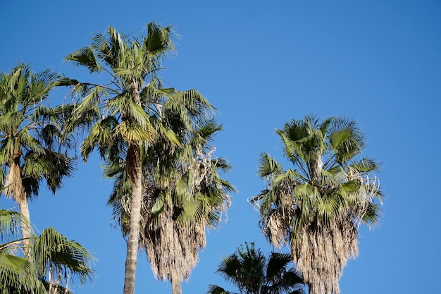 Palmen und Himmel im Hintergrund