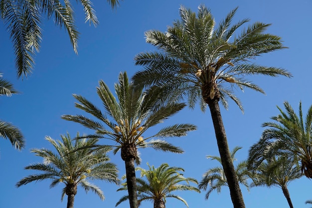 Palmen und Himmel im Hintergrund