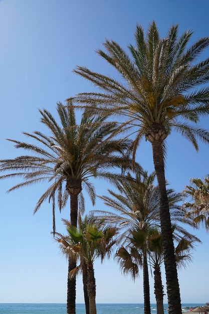 Palmen und Himmel im Hintergrund