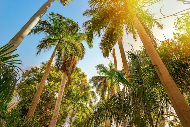 Palmen und strahlende Sonne im Botanischen Garten von Assuan, Ägypten