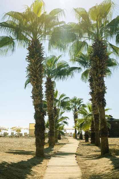 Palmen und tropischer Strand Bild vertikal