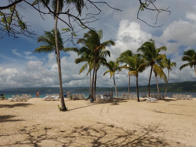 Foto palmen von punta cana