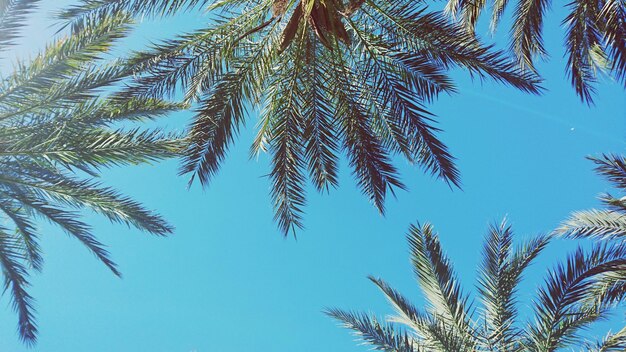 Foto palmen vor blauem himmel aus tiefer sicht