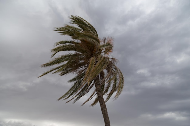 Foto palmen vor einem bewölkten himmel aus tiefer sicht