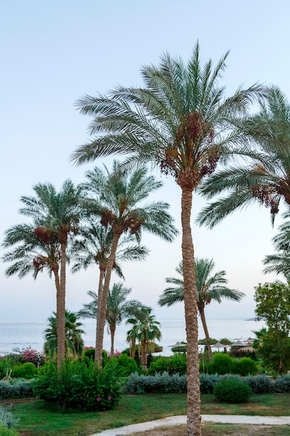 Palmen vor Sonnenuntergang vor dem Hintergrund des Abendhimmels und des Meeres.