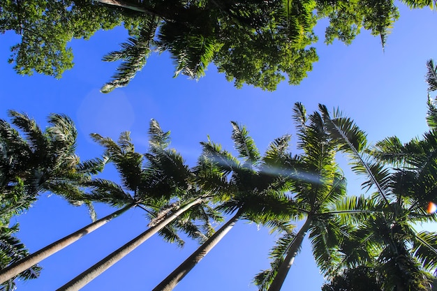 Foto palmenallee im botanischen garten peradeniya kandy sri lanka blick von oben