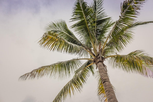 Palmenansicht von unten Palmenblätter am Himmelshintergrund Exotische Natur Tropischer Baum