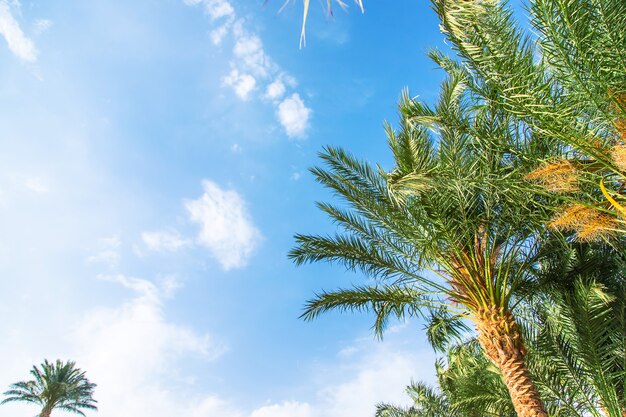 Palmenblätter auf einem Hintergrund des Himmels